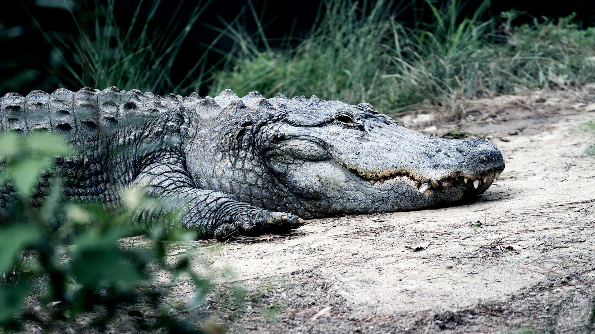 crocodile
